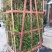 木香花苗红木香四季常青，白木香庭院爬藤植物盆栽红黄白