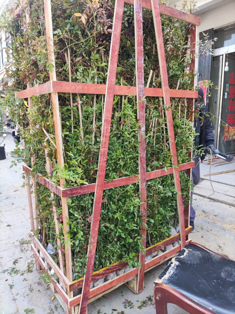 木香花苗红木香四季常青，白木香庭院爬藤植物盆栽红黄白