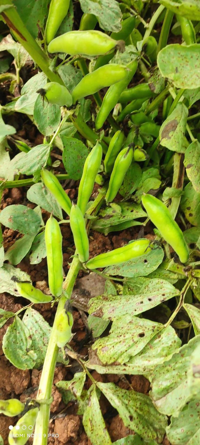 蚕豆需要联系大量有货质量巴适，价格也合适需要联系直接安排