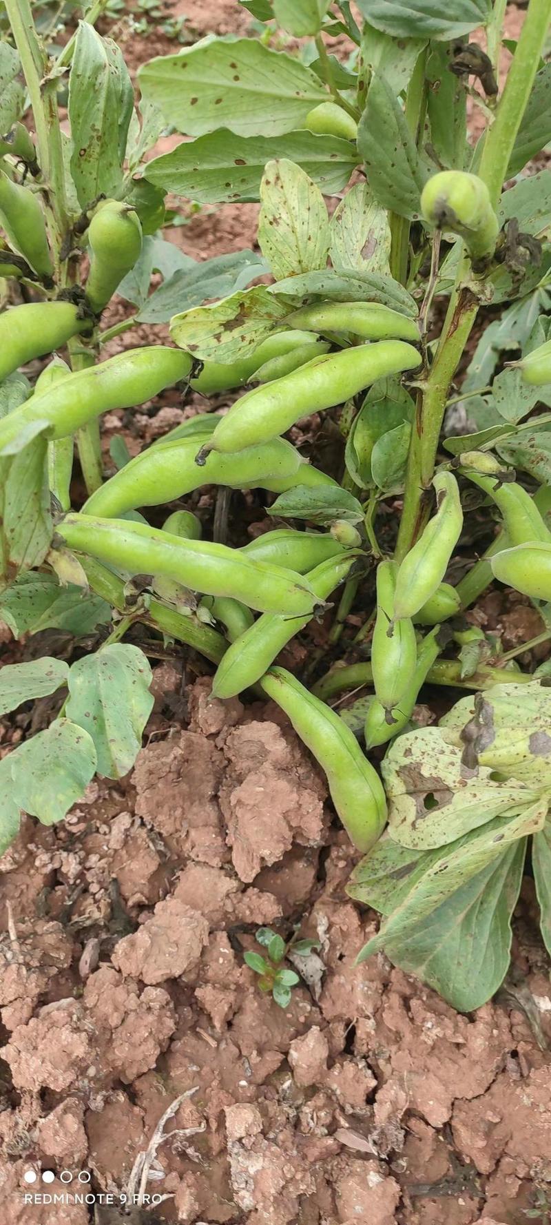 蚕豆需要联系大量有货质量巴适，价格也合适需要联系直接安排