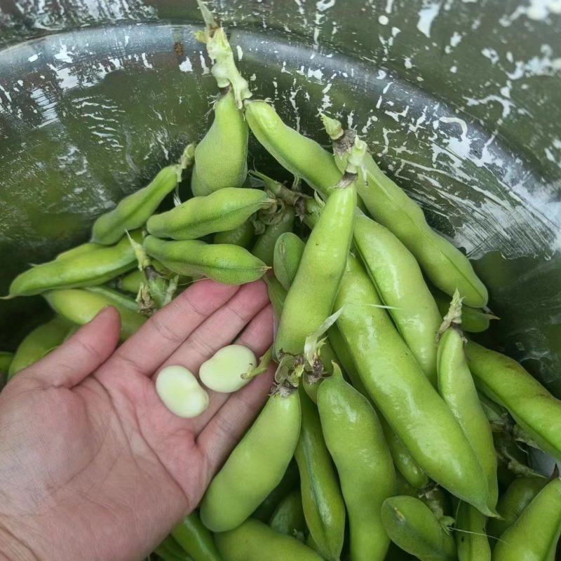 蚕豆需要联系大量有货质量巴适，价格也合适需要联系直接安排