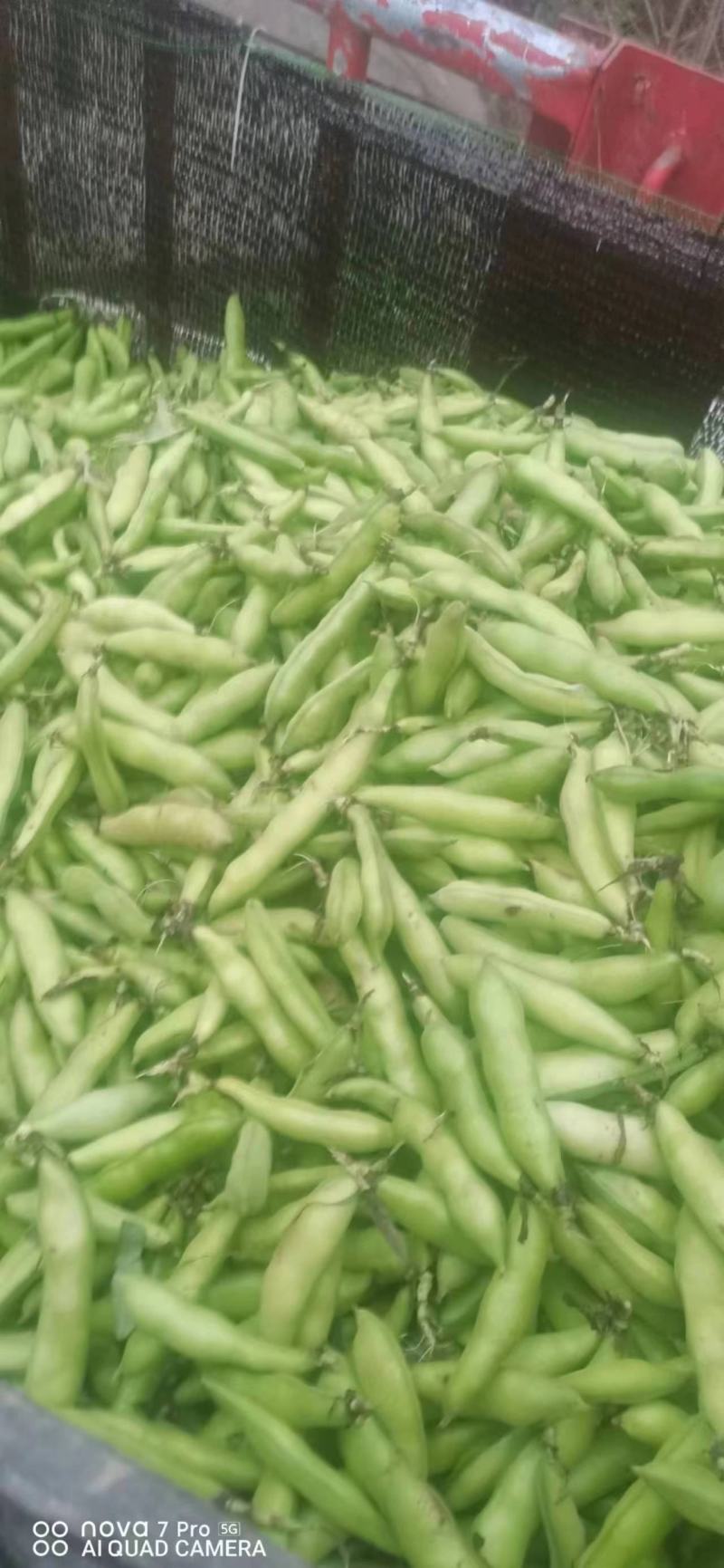 蚕豆需要联系大量有货质量巴适，价格也合适需要联系直接安排
