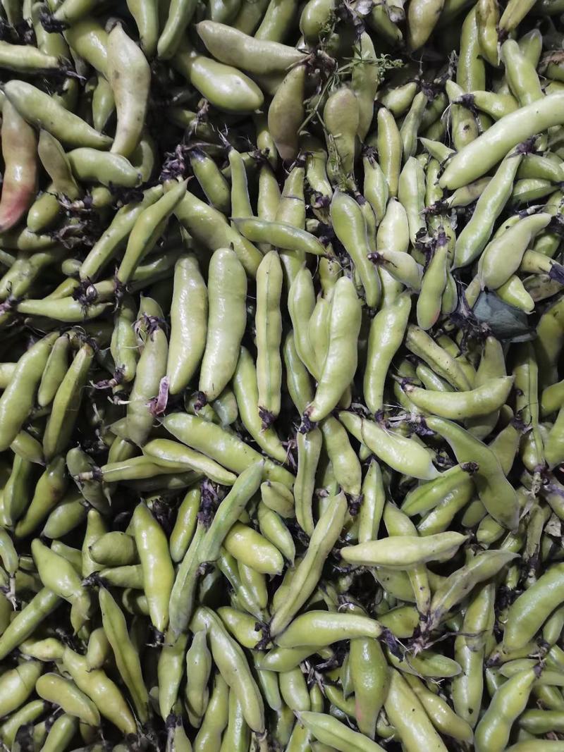蚕豆需要联系大量有货质量巴适，价格也合适需要联系直接安排