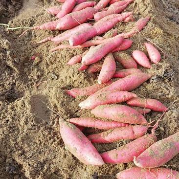 烟薯25红薯烤蜜薯地窖储存糖化发货无丝无虫眼沙地种植