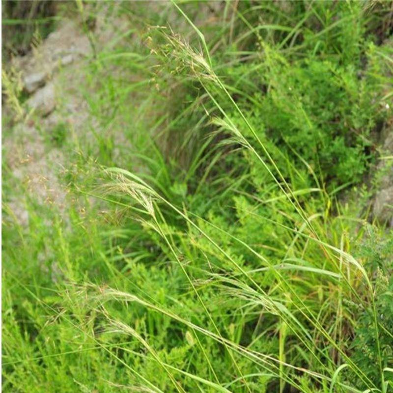 芨芨草种子，芨芨草优质牧草种子水草绿化种子耐旱防风固沙量