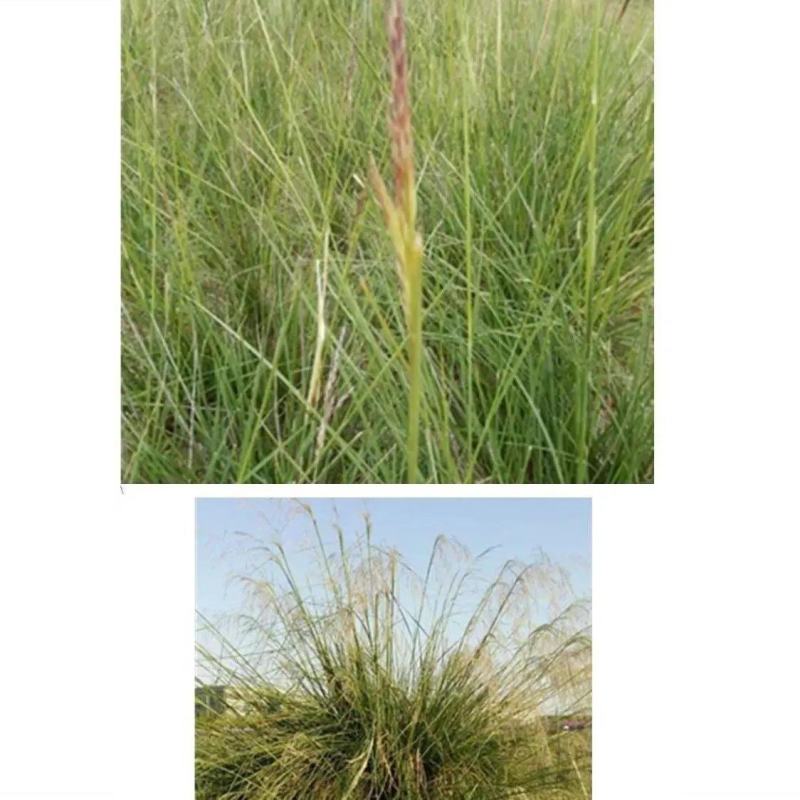 芨芨草种子，芨芨草优质牧草种子水草绿化种子耐旱防风固沙量