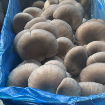 平菇鲜蘑