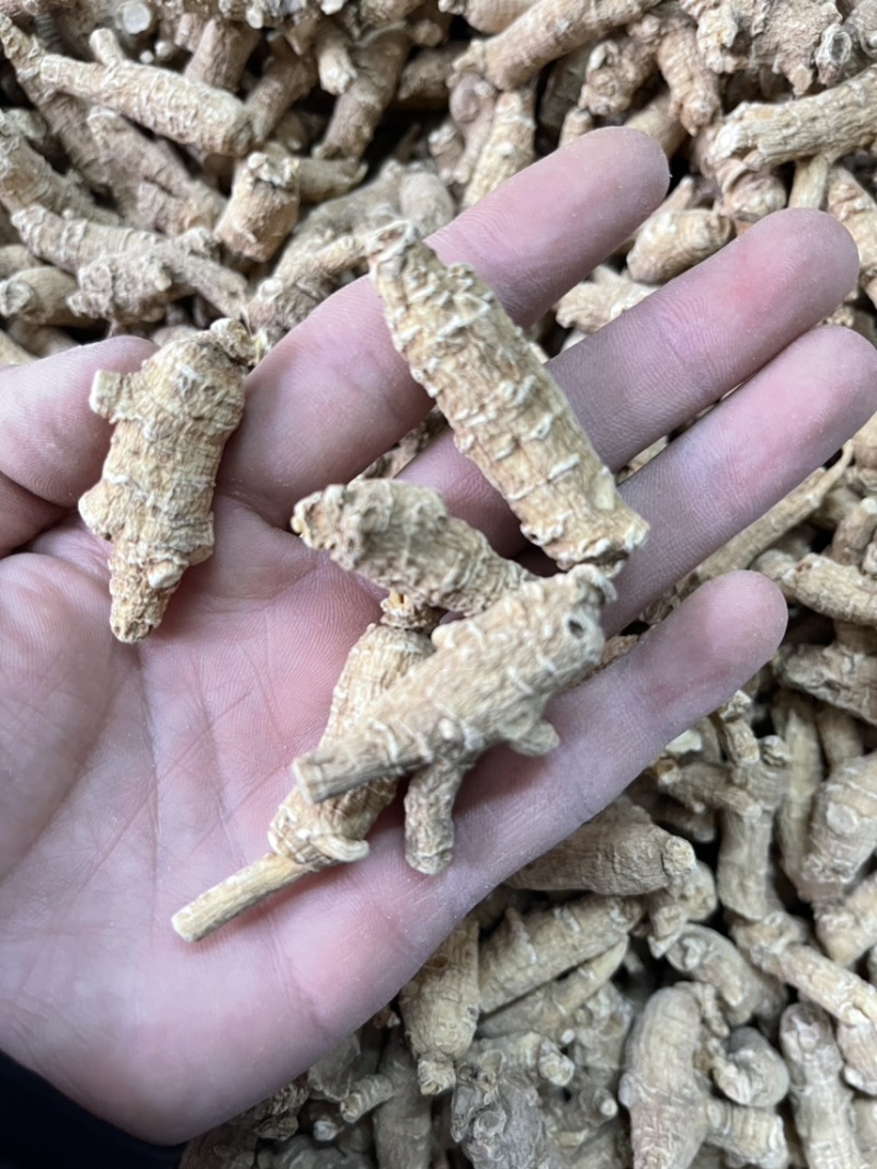 【推荐】3克加种原丛西洋参（花旗参）香味浓郁回甘，纹理清