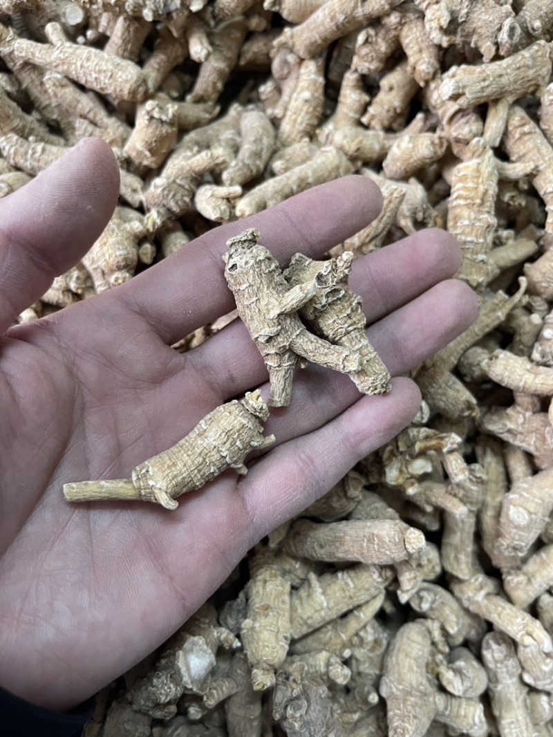 【推荐】3克加种原丛西洋参（花旗参）香味浓郁回甘，纹理清