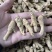 【推荐】3克加种原丛西洋参（花旗参）香味浓郁回甘，纹理清