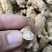 【推荐】3克加种原丛西洋参（花旗参）香味浓郁回甘，纹理清