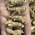 【推荐】3克加种原丛西洋参（花旗参）香味浓郁回甘，纹理清