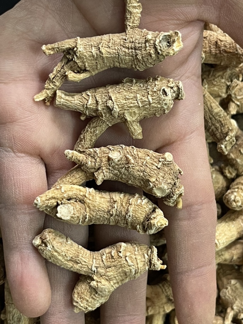 【推荐】3克加种原丛西洋参（花旗参）香味浓郁回甘，纹理清
