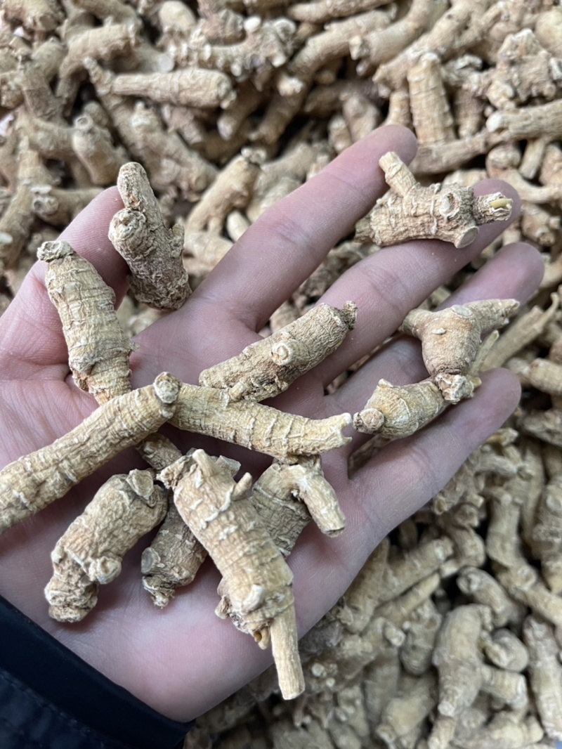 【推荐】3克加种原丛西洋参（花旗参）香味浓郁回甘，纹理清