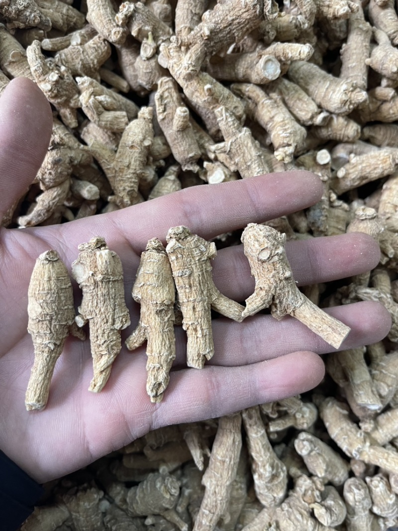 【推荐】3克加种原丛西洋参（花旗参）香味浓郁回甘，纹理清