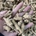 【推荐】3克加种原丛西洋参（花旗参）香味浓郁回甘，纹理清