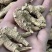 【推荐】3克加种原丛西洋参（花旗参）香味浓郁回甘，纹理清