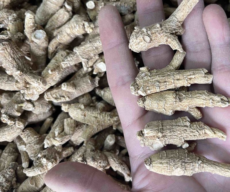 【推荐】3克加种原丛西洋参（花旗参）香味浓郁回甘，纹理清