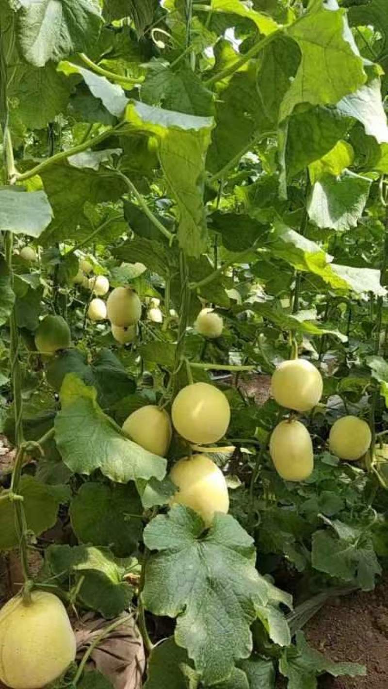 山东甜王，蜜罐甜瓜，星甜二十，甜掉牙，欢迎联系