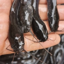 杂交埃及鱼苗埃及优质塘鲺角八须鲶鱼苗革胡子鲶鱼苗好养耐活