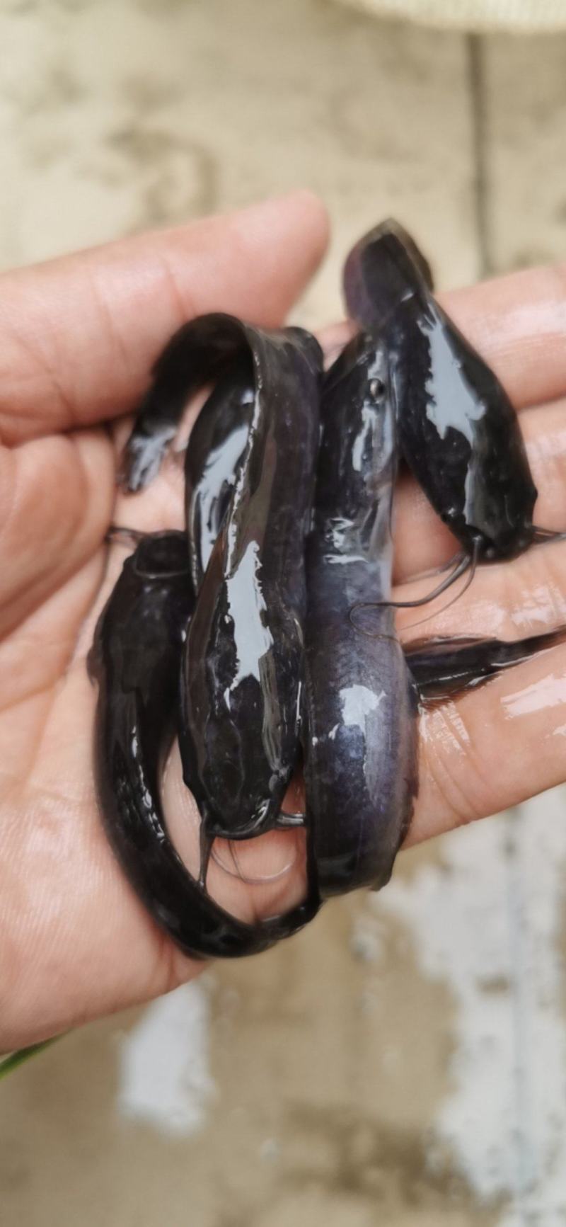 杂交埃及鱼苗埃及优质塘鲺角八须鲶鱼苗革胡子鲶鱼苗好养耐活