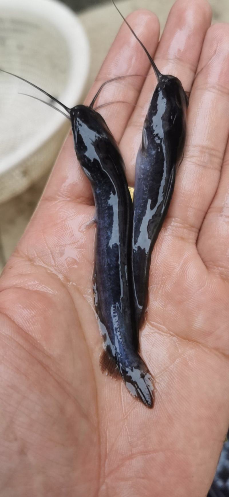 杂交埃及鱼苗埃及优质塘鲺角八须鲶鱼苗革胡子鲶鱼苗好养耐活