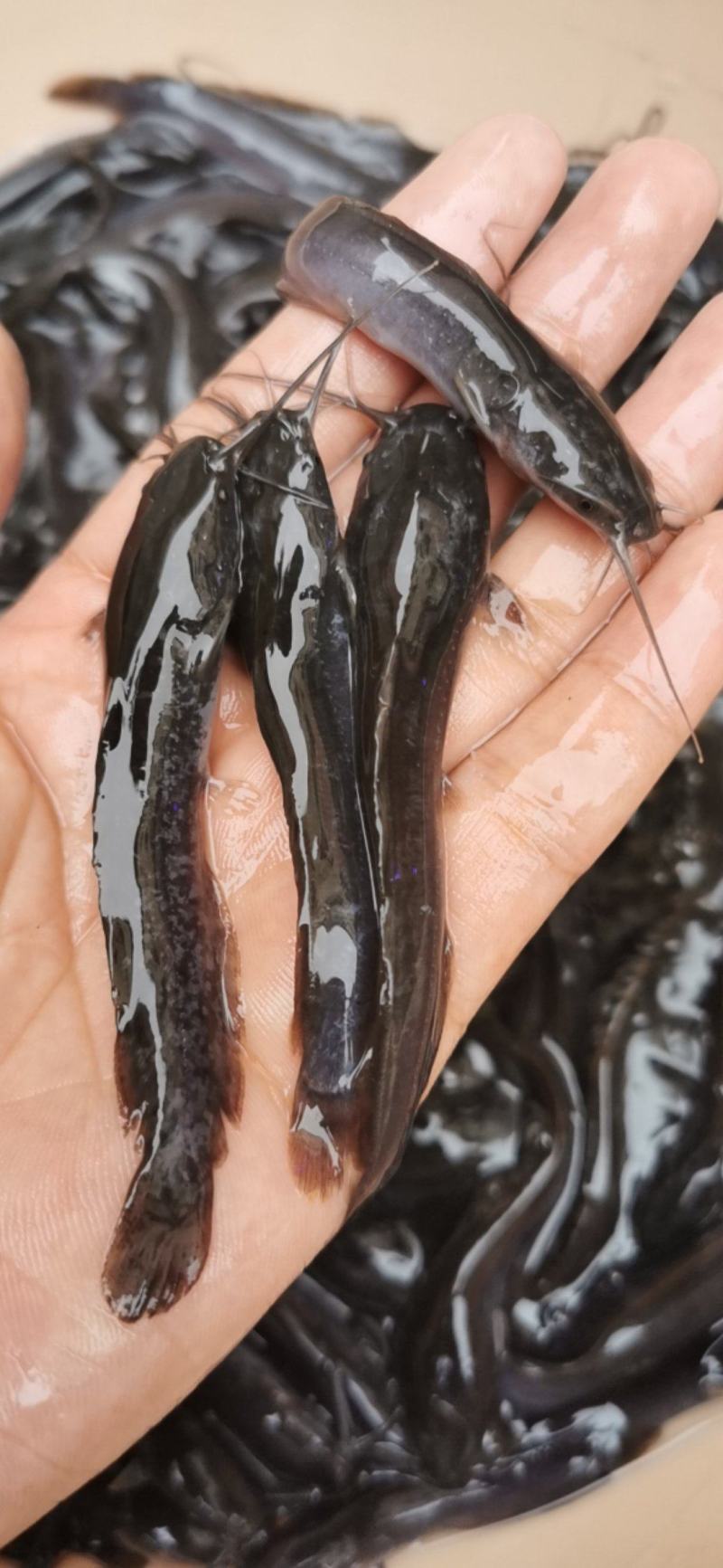 杂交埃及鱼苗埃及优质塘鲺角八须鲶鱼苗革胡子鲶鱼苗好养耐活