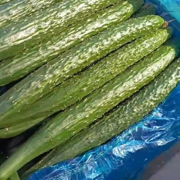 精品通货密刺黑油黄瓜
