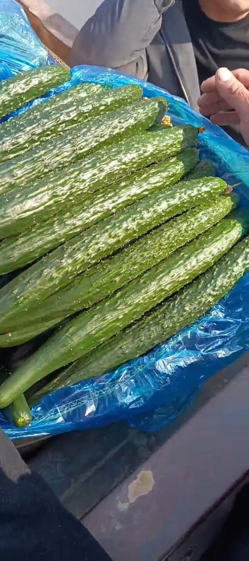 精品通货密刺黑油黄瓜