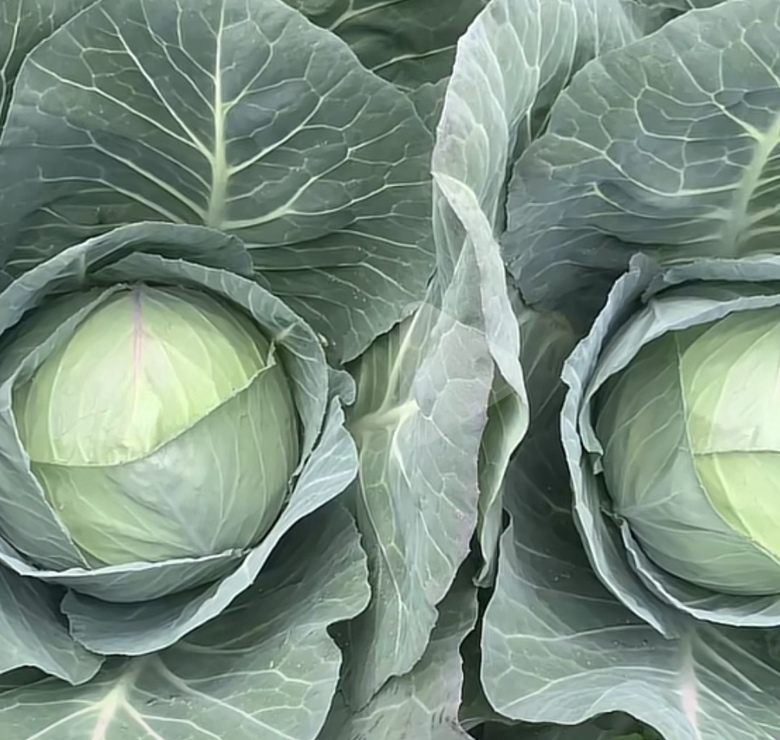 菜苔子的特写镜头,清晰展示其黑褐色的表面纹理和饱满的种子形态 菜苔子特写