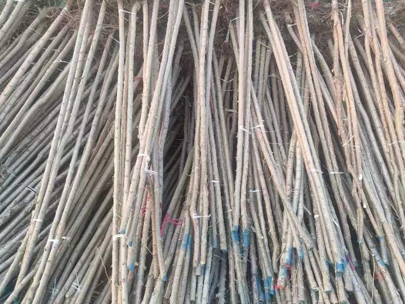 榆树苗各规格齐全，产地直销丶一手货源丶裸根土球均可操作