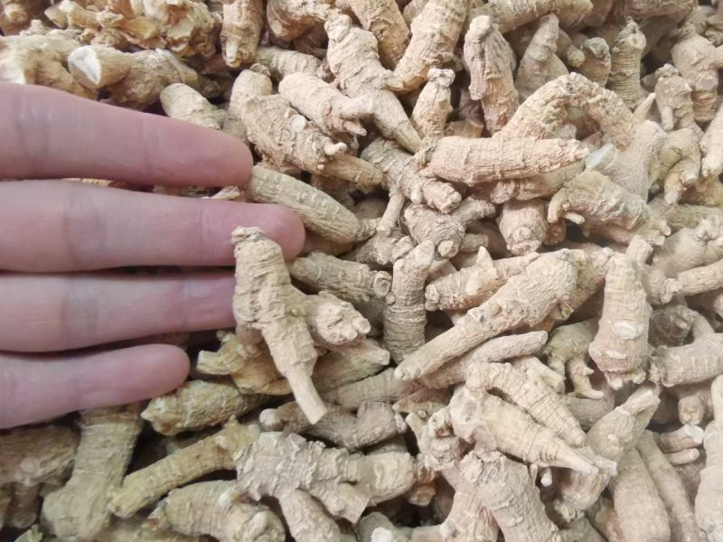 【推荐】加拿大进口西洋参粒头原丛4克花旗参整枝