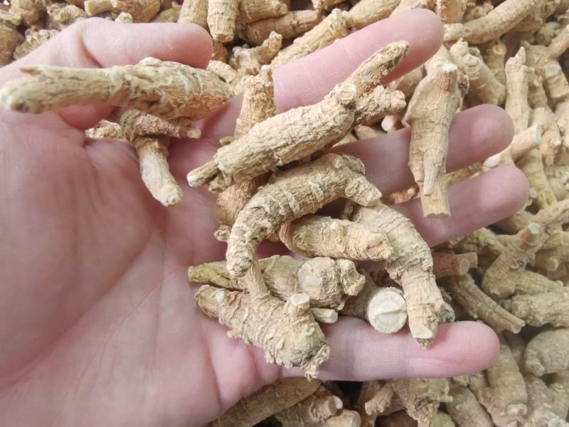 【推荐】加拿大进口西洋参粒头原丛4克花旗参整枝