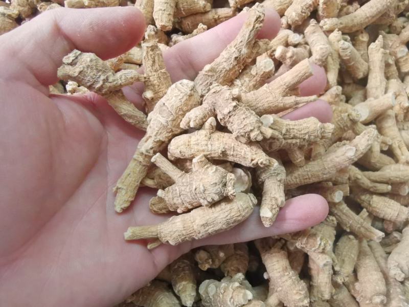 【推荐】加拿大进口西洋参粒头原丛4克花旗参整枝
