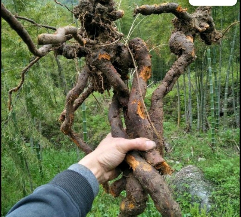 虎杖