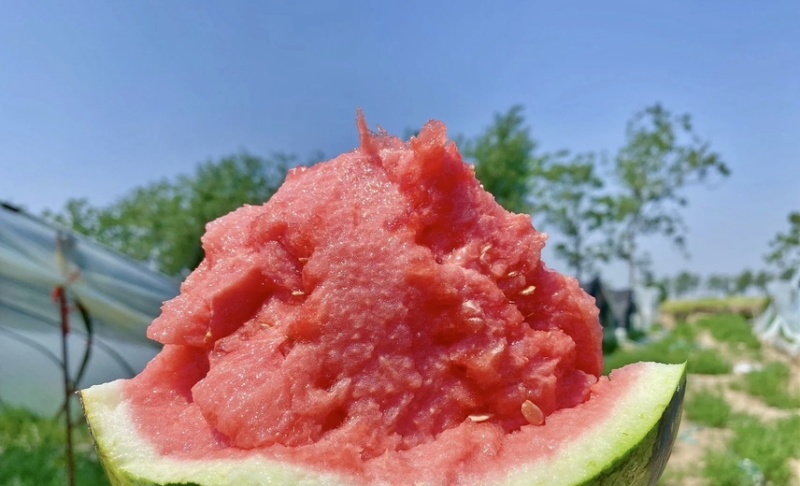 西瓜/8424西瓜/东台8424西瓜/江苏西瓜/美都西瓜