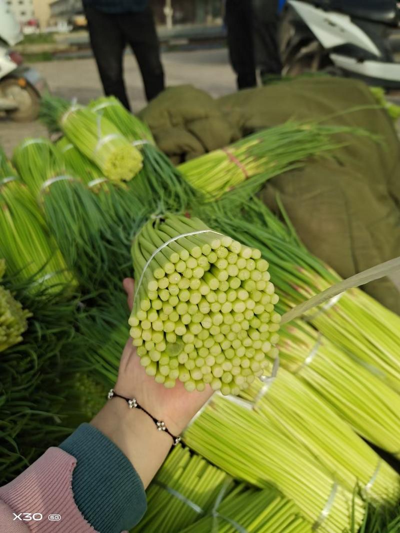 精品新蒜苔上市，质量很漂亮，精品热卖中欢迎联系