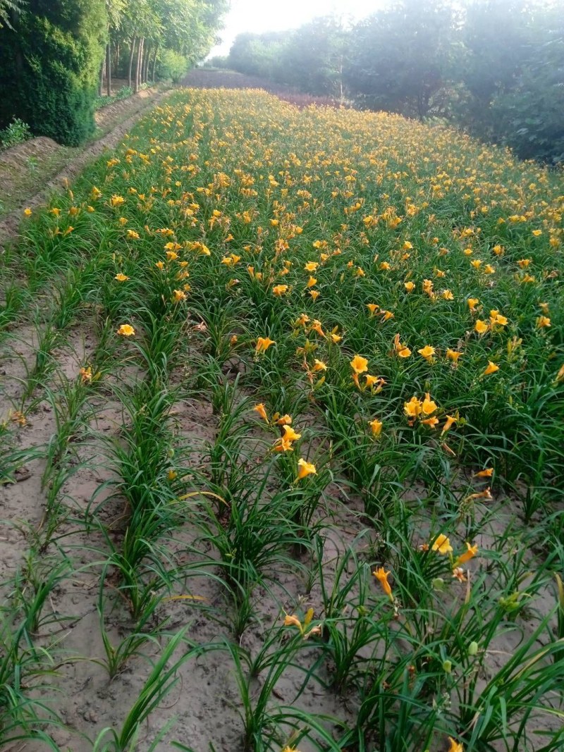 金娃娃萱草，裸根，杯苗均有，庭院别墅公园路绿优选品种