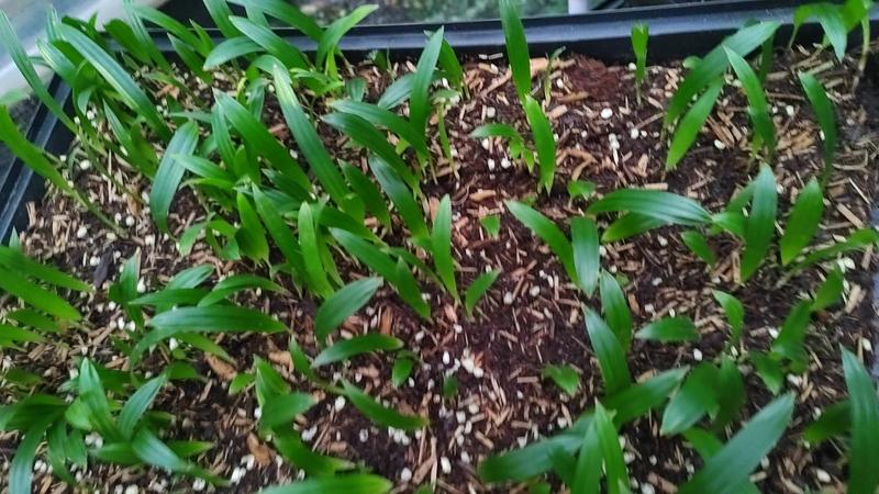 大叶棕竹筛苗广州发货，叶片绿根系发达，欢迎大家咨询来电。