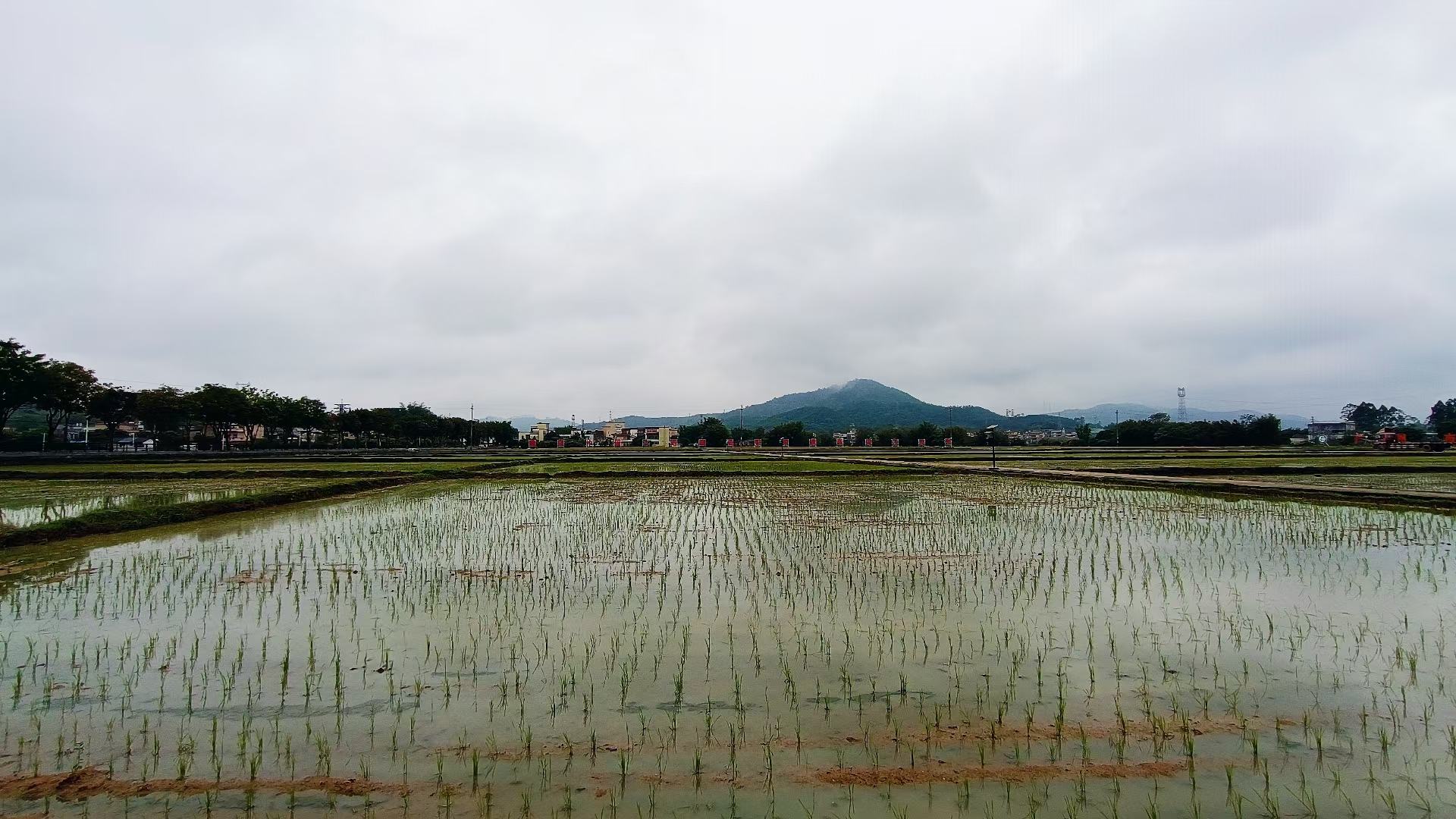 五湖长粒香大米产地风光