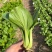 热销蔬菜种子杂交快菜菠菜油麦菜青梗菜种子品质好口感更好