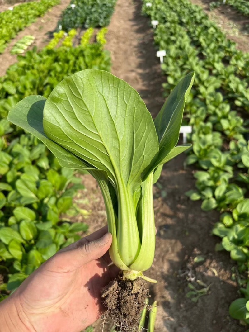热销蔬菜种子杂交快菜菠菜油麦菜青梗菜种子品质好口感更好