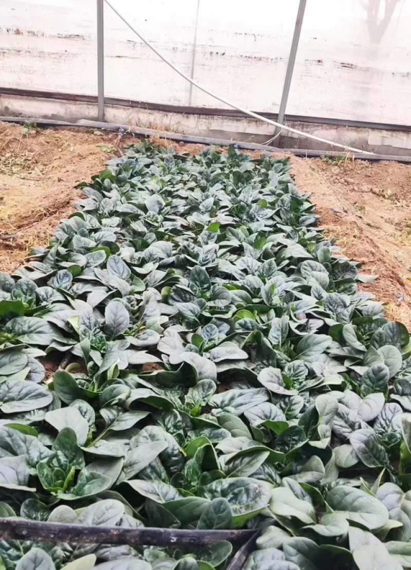 热销蔬菜种子杂交快菜菠菜油麦菜青梗菜种子品质好口感更好