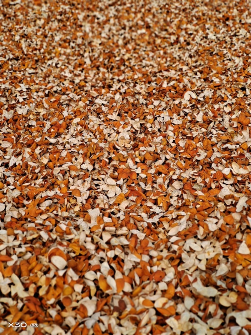 🔥优质橙皮丝陈皮丝广西玉林香料批发