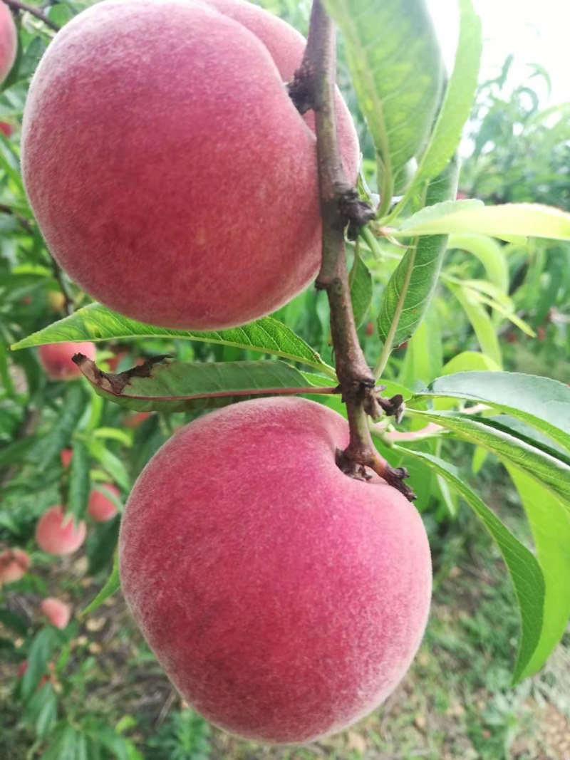 湖北枣阳平林油桃毛桃5月10开园货源充足品质保证
