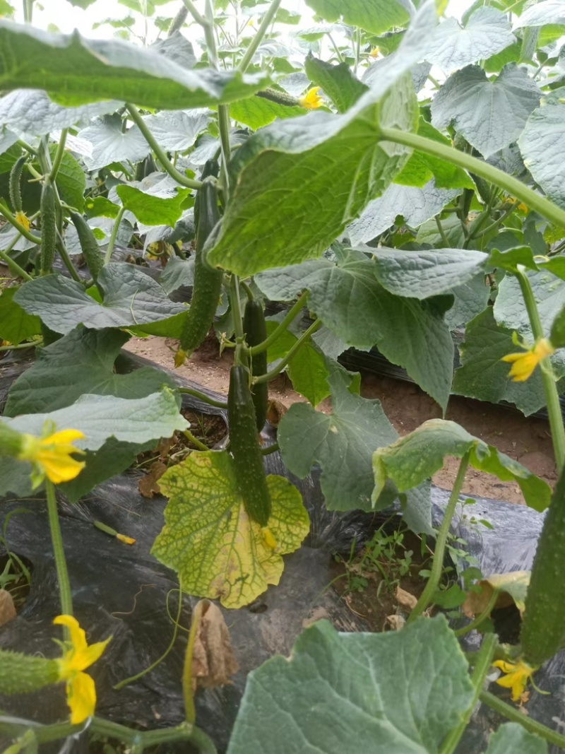 新鲜黄瓜上市