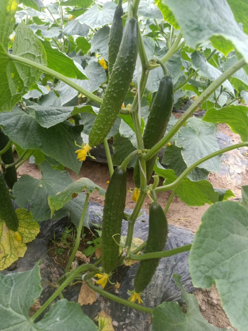 新鲜黄瓜上市