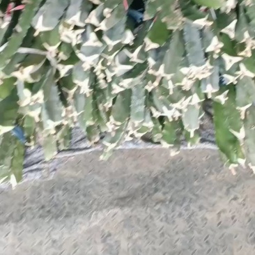 4苗火龙果苗