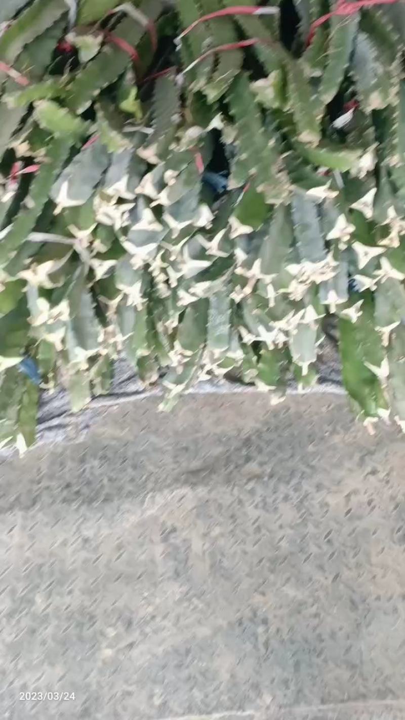 4苗火龙果苗