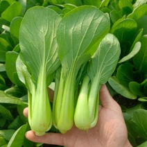 【推荐】山东小油菜精品上海青大量上市产地直发